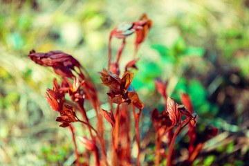 Springtime. Young shoots of peonies flowers in the garden.  