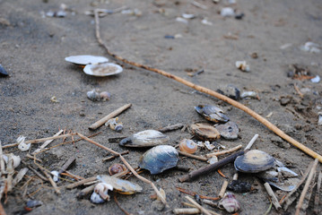 Seashells