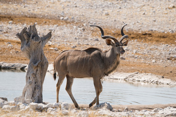A large Kudu Bull walks in the Savannah. Etosha national park, Namibia