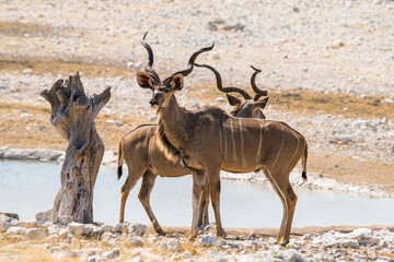 Two Kudu bulls standing near water at Olifantsbad waterhole in Etosha national park, Namibia.