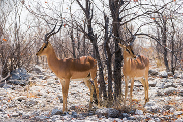 Naklejka na ściany i meble Two black-faced impala deers standing in african bush. Etosha national park, Namibia