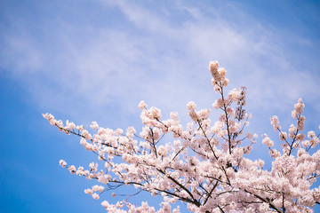 桜 横浜市 神奈川県