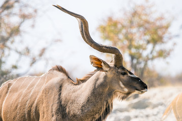 Portrait of large male Kudu antelope (Tragelaphus strepsiceros), side view © Anna