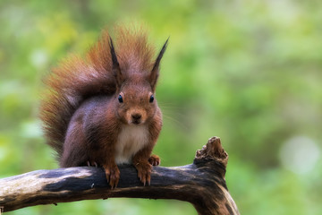 Naklejka na ściany i meble Eurasian red squirrel sitting on a tree branch