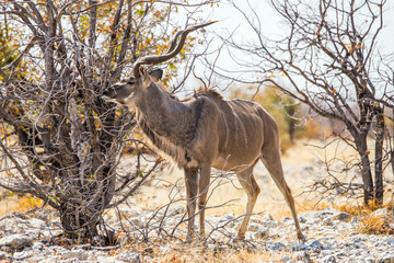 Large male Kudu antelope (Tragelaphus strepsiceros) standing among trees in winter african bush. Etosha national park, Namibia.