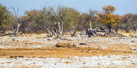 Hunting lioness in Etosha national park