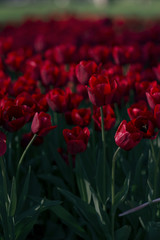 red tulip flowers