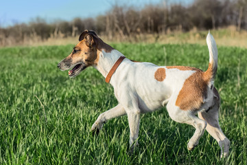 A dog fox terrier runs a green grass on a sunny day