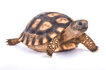 Naklejka premium Chaco tortoise, Chelonoidis chilensis