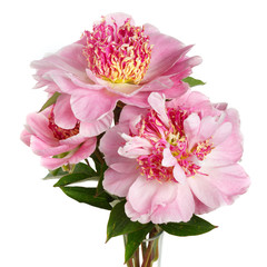 Bouquet of pink peonies with a bright middle isolated on white background.