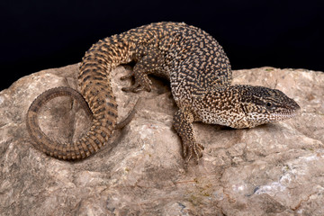Northern Blunt-spined Monitor, Varanus primordius