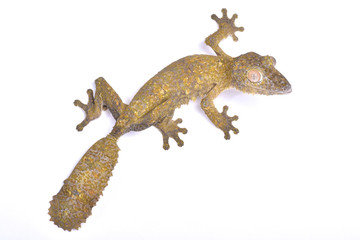 Fototapeta premium Gekon z ogonem liściastym, Uroplatus henkeli
