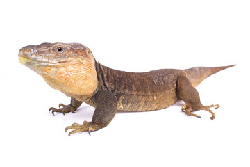 Gran Canaria giant lizard, Gallotia stehlini