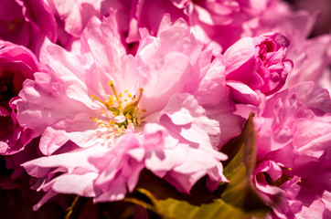 pink sakura cherry blossom in springtime