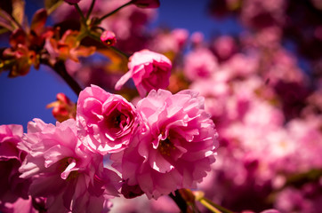 Fototapeta premium pink sakura cherry blossom in springtime