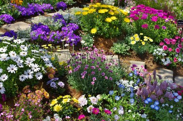 植物園のカラフルな花
