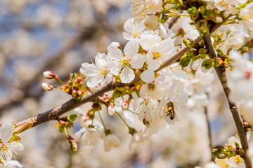 Blühender Baum mit Biene