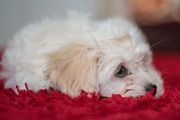 Young maltese dog