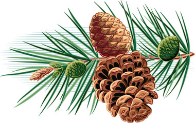 pine branch with pine cones.