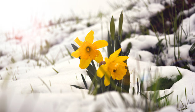 Frühlingsblume im Schnee