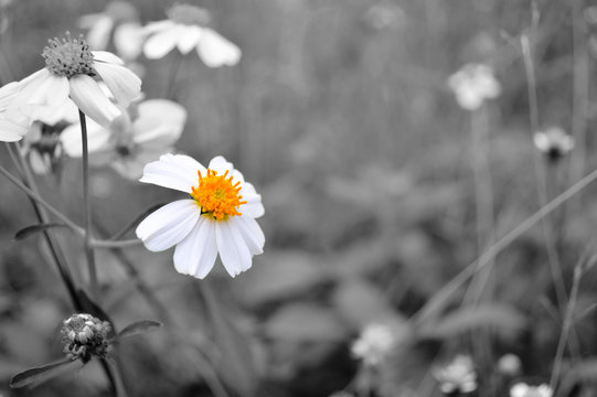 Fototapeta White flower with yellow pollen on black and white background,selective focus.