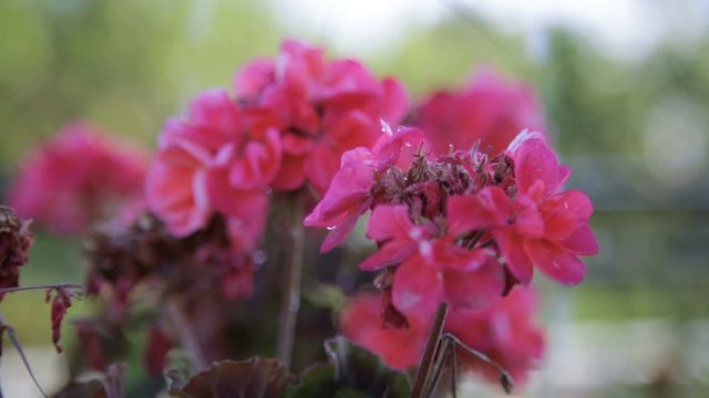 Innaffiare fiori rosa