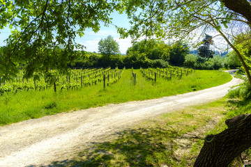 Vineyards around Monteriggioni small medieval hill town in Tuscany