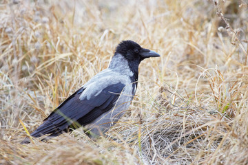 Hooded crow (Corvus cornix) standing side view