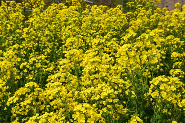 菜の花