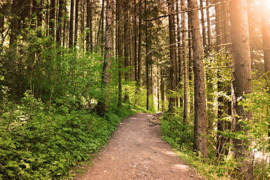 Sunset light in the forest, Stanghe Italy

