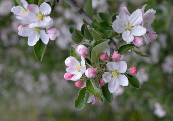 Blühende Apfelbäume in Südtirol