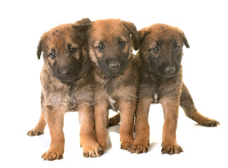 Obraz premium puppies belgian shepherd dog laekenois
