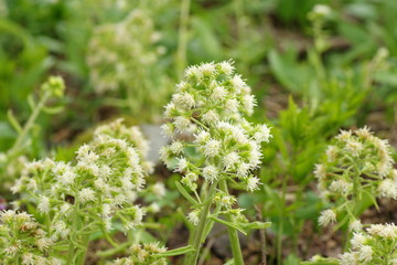 Fototapeta premium Petasites albus.