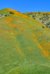 Poppy Superbloom on the Hillside