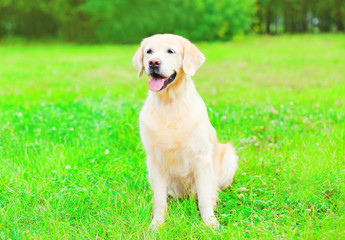 Happy Golden Retriever dog is sitting on the grass summer