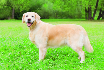 Happy Golden Retriever dog is sitting on the grass, view profile