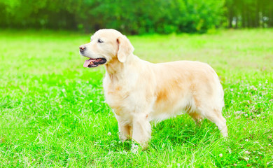 Happy Golden Retriever dog is sitting on the grass. view profile