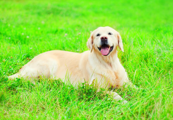 Happy joyful Golden Retriever dog is lying resting on the grass in a sunny summer day