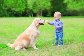 Little child with Labrador retriever dog is playing together with a ball in the sumer park
