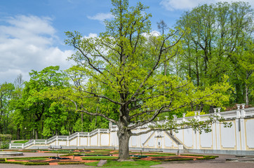  Old Oak in spring time Kadriorg park, Tallinn, Estonia