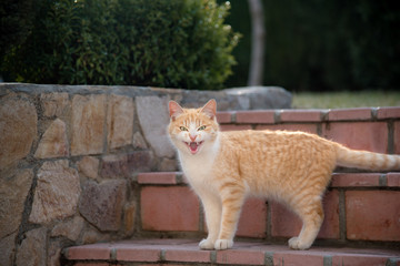 An angry orange cat in a garden