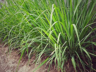 The lemongrass in the vegetable garden.