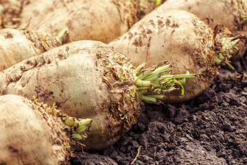 Harvested sugar beet crop root pile