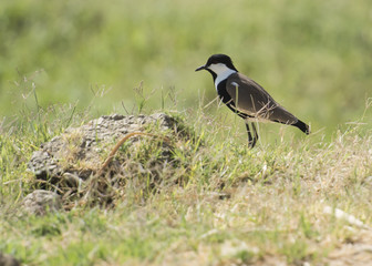 Spur winged plover stood in grass