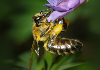 Honey Bee on Pink Flower, Closeup