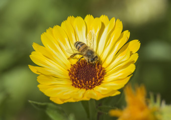Honey bee collecting pollen on a yellow daisy flower