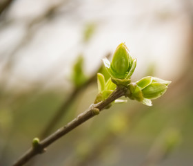 Beginning of spring. New leaves appeared on branch