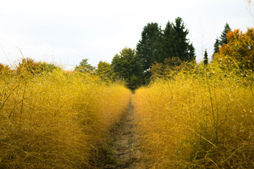 Yellow Field