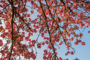 Under a cherry tree on spring with blue sky during sunrise