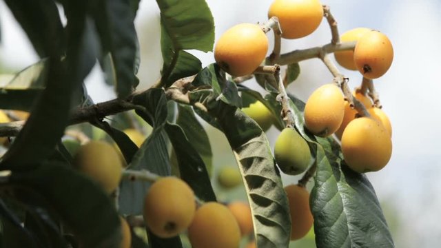 Albero Nespole in campagna